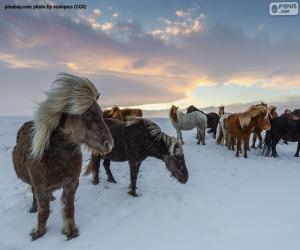 пазл Стадо диких лошадей на снегопад прерий